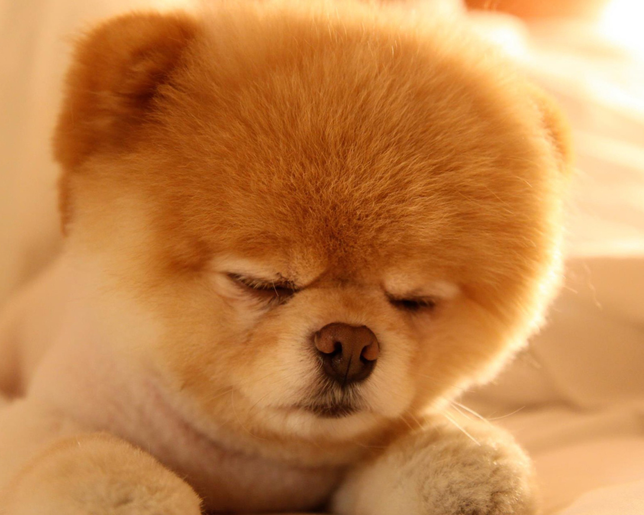 Померанский шпиц спит