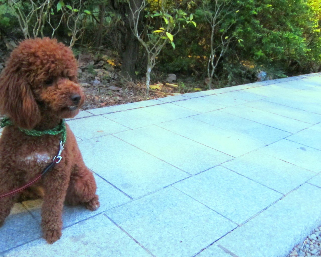 Пудель на прогулке