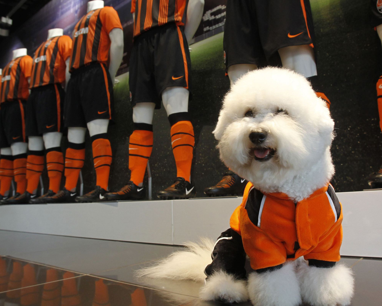 Пудель в спортивной форме