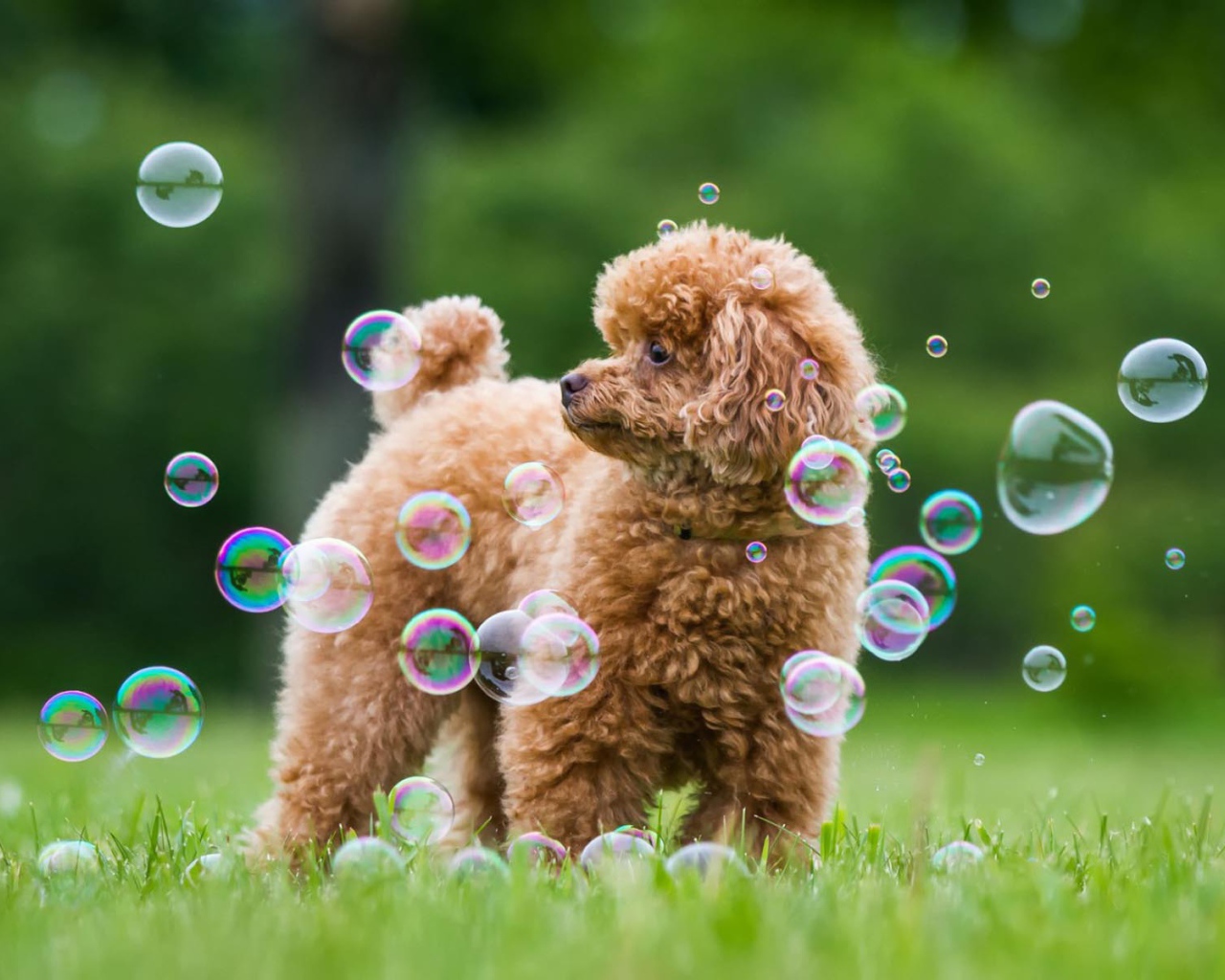 Пудель среди мыльных пузырей