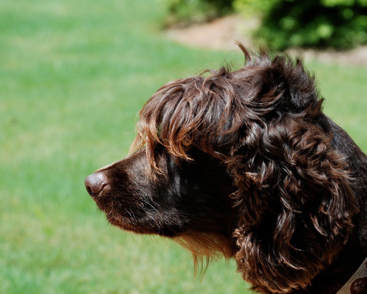 Пудель на фоне травы