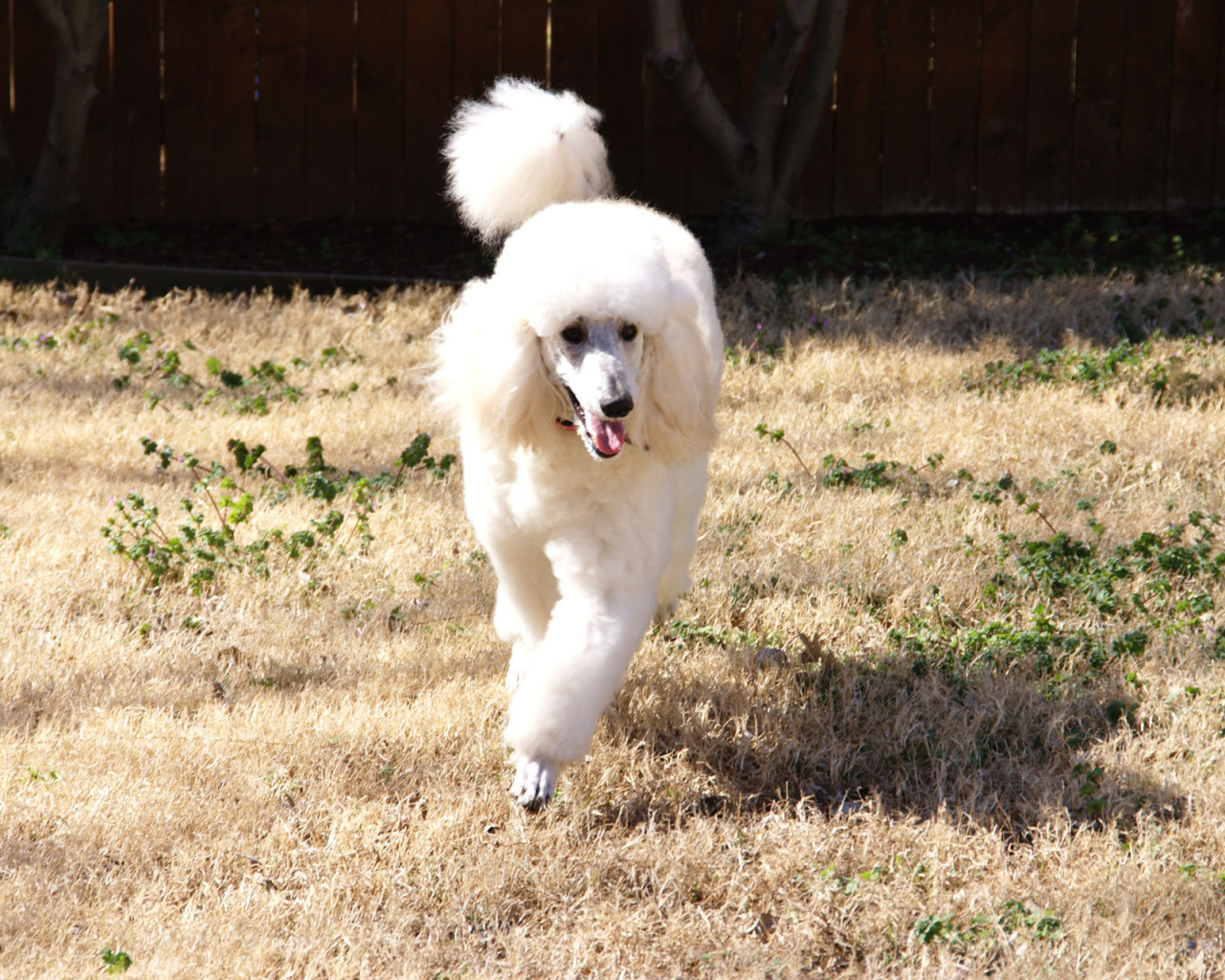 Пудель бежит по двору