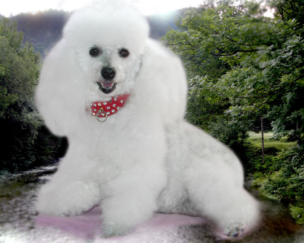 Пудель белое облачко