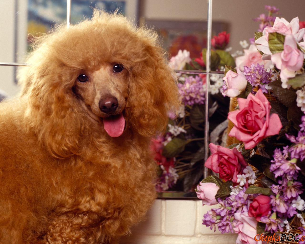 Пудель с букетом