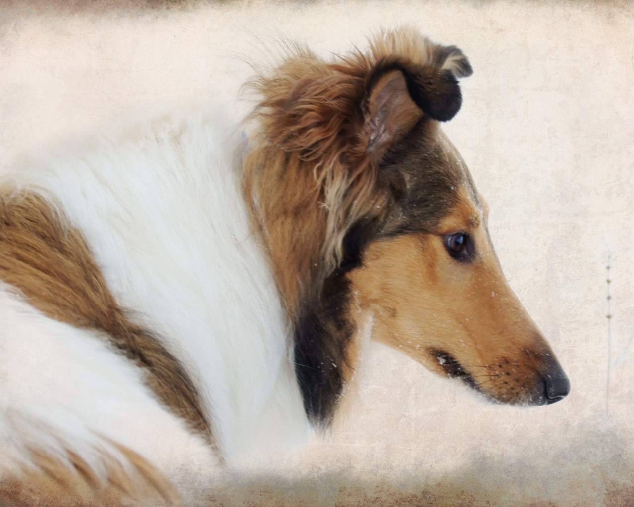 Портрет собаки колли