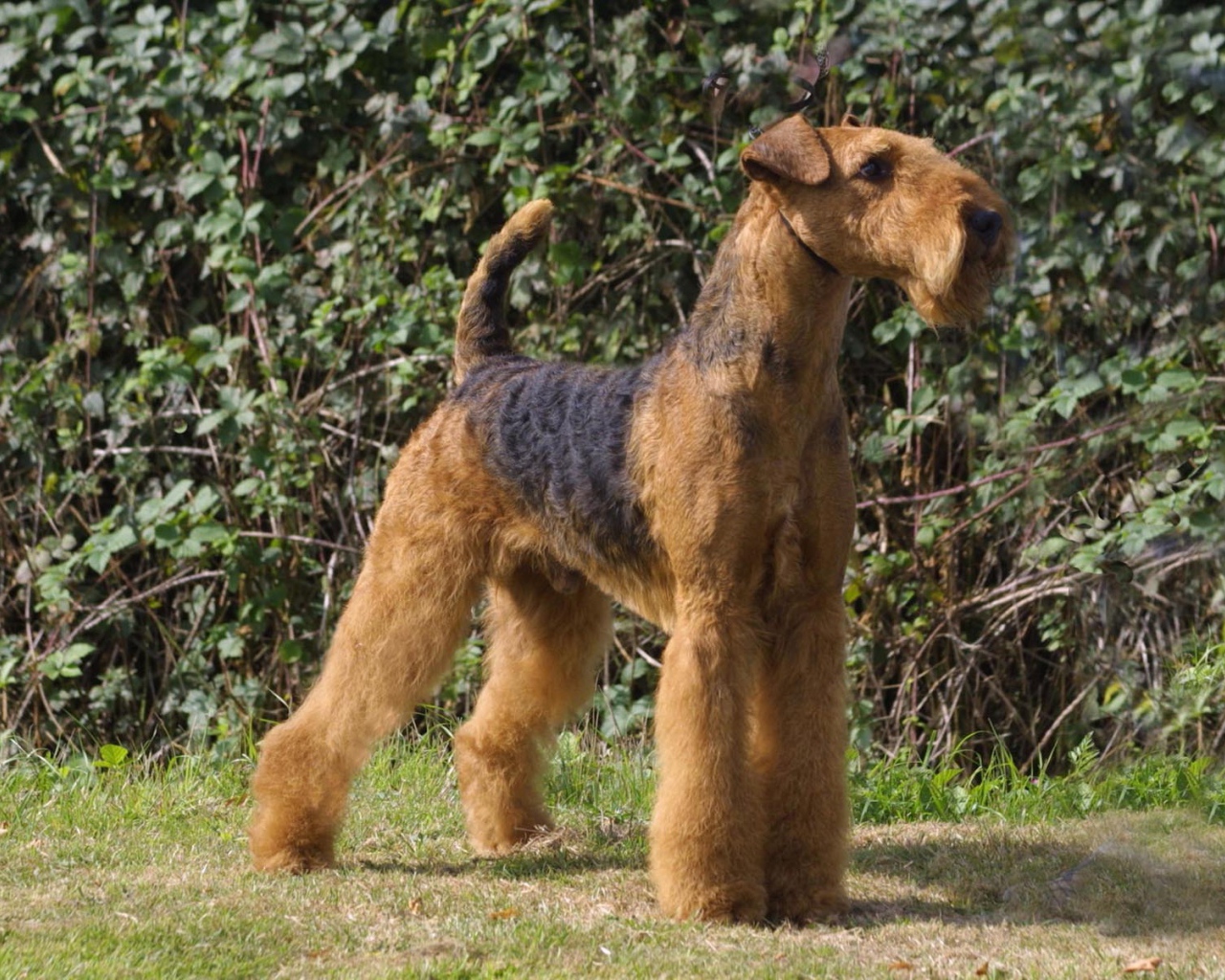 Гордый пес эрдельтерьер