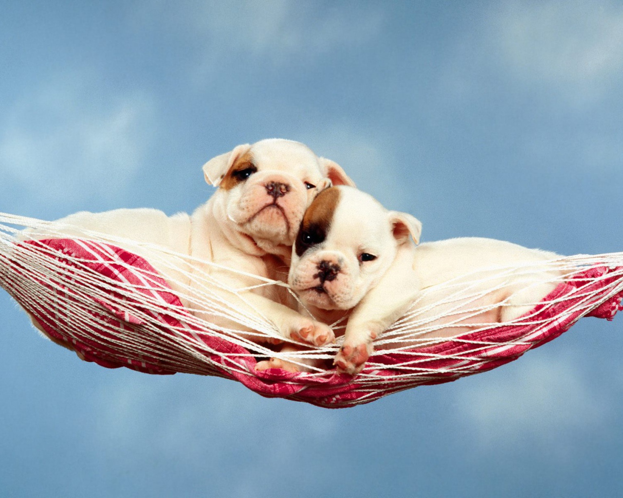 Щенки в гамаке