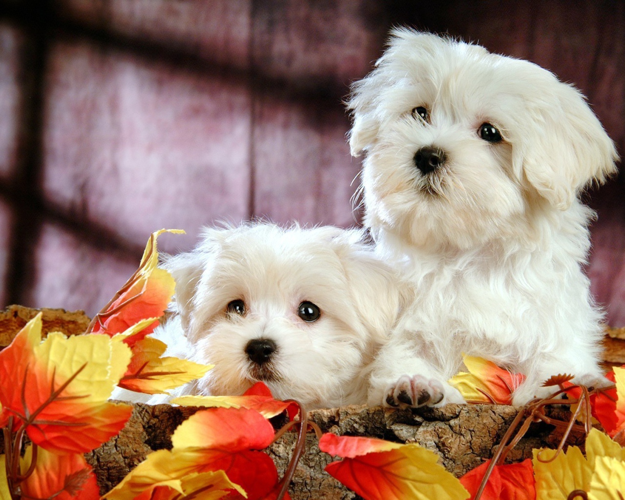 Щенки болонки среди листьев