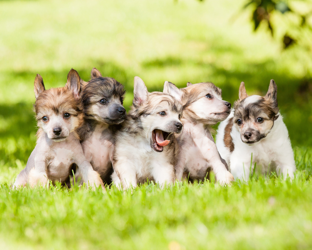 Щенки играют на траве