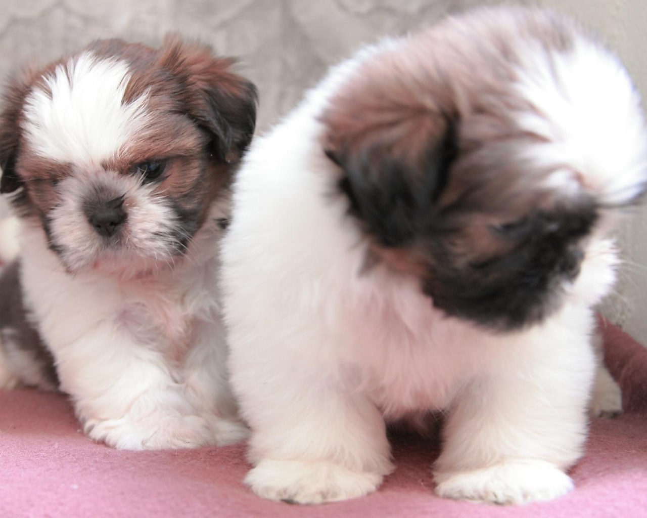 Щенки собаки шитцу