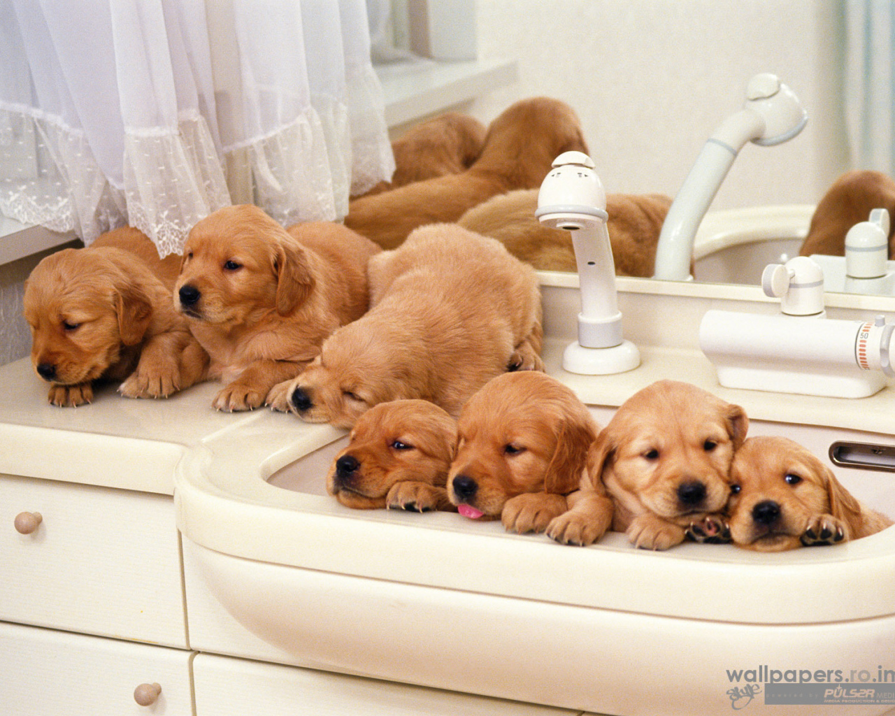 Щенки хотят купаться