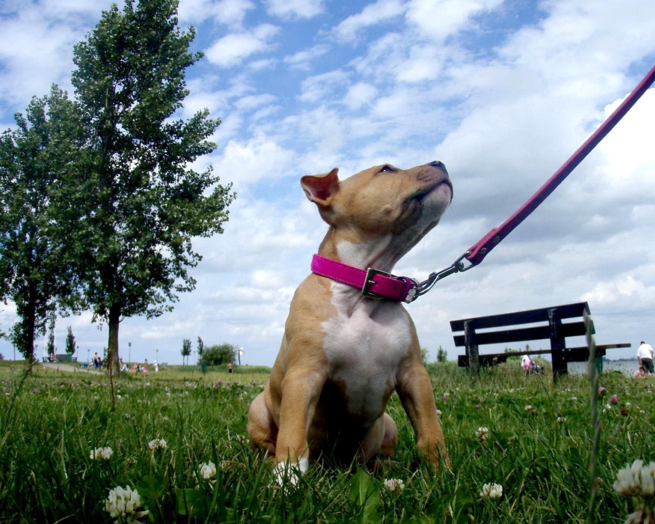 Щенок американского стаффордширского терьера на поводке