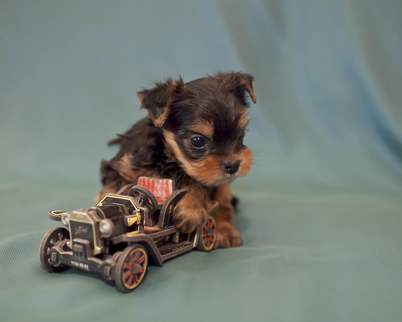 Щенок бивер йорк