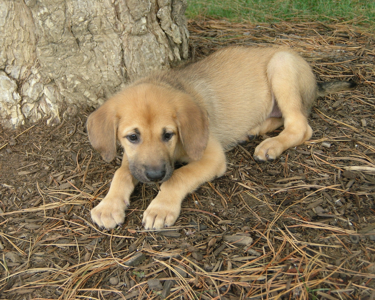 Щенок собаки чинук