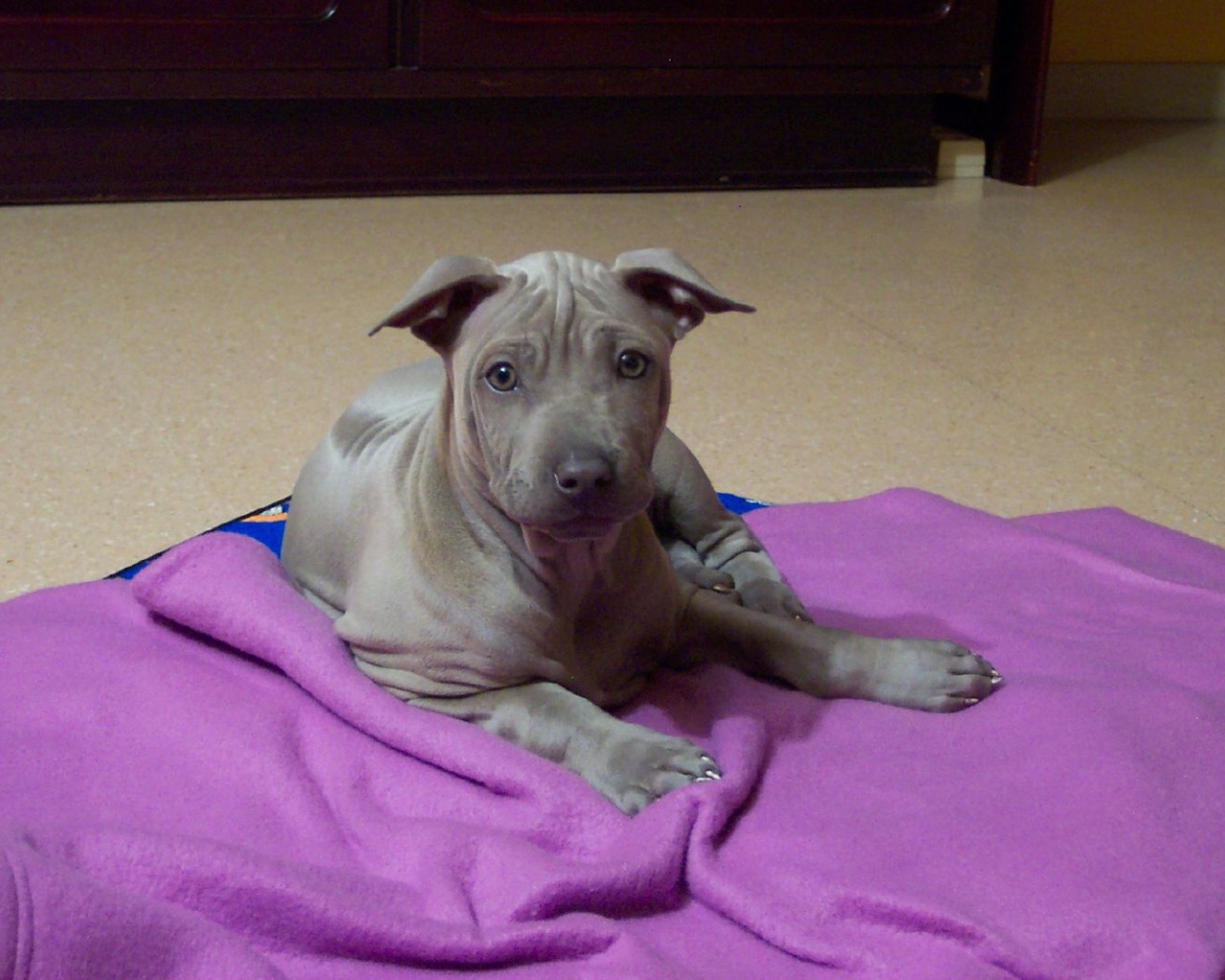 Щенок собаки тайский риджбек