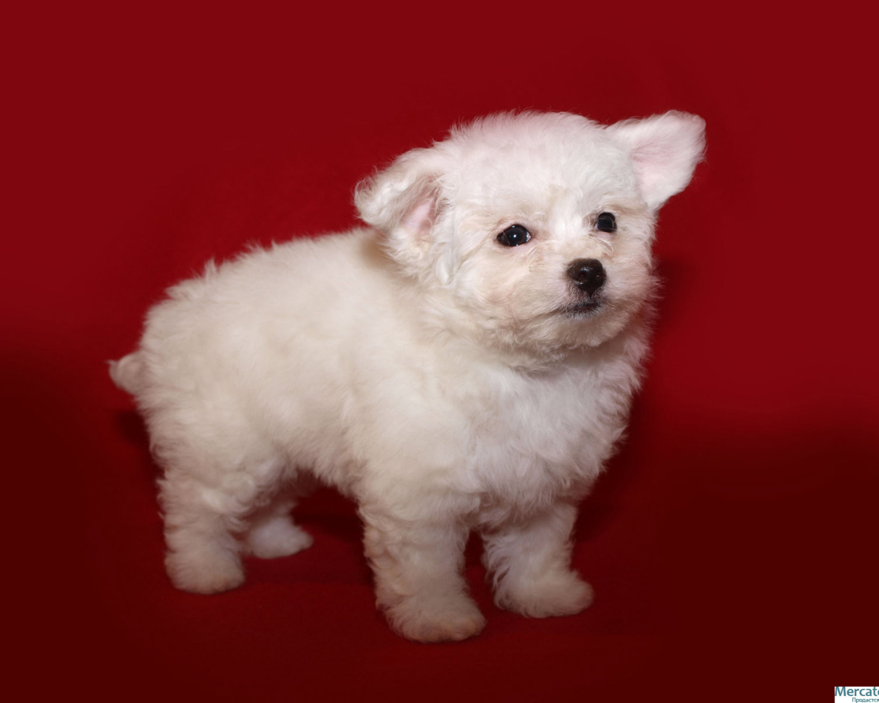 Щенок итальянской болонки