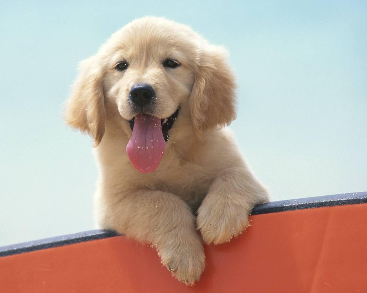 Щенок Лабрадора