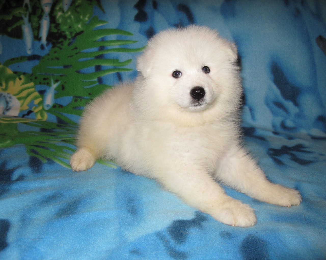 Щенок самоедской лайки