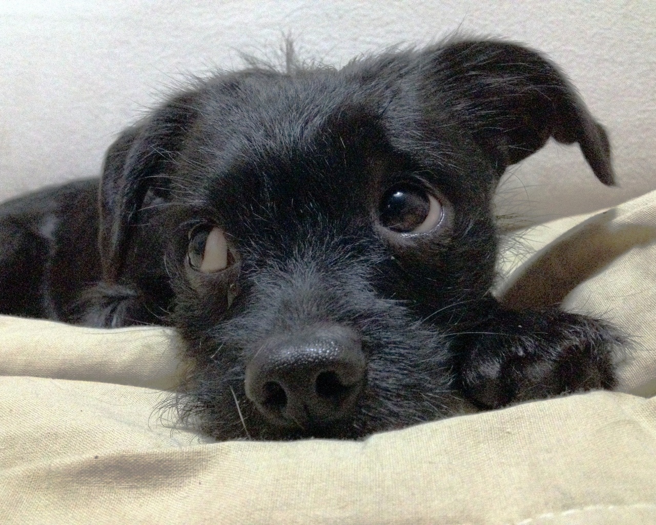 Щенок собаки аффенпинчер