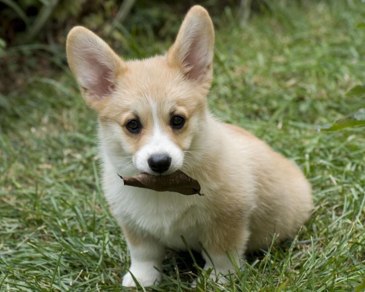 Щенок собаки вельш-корги