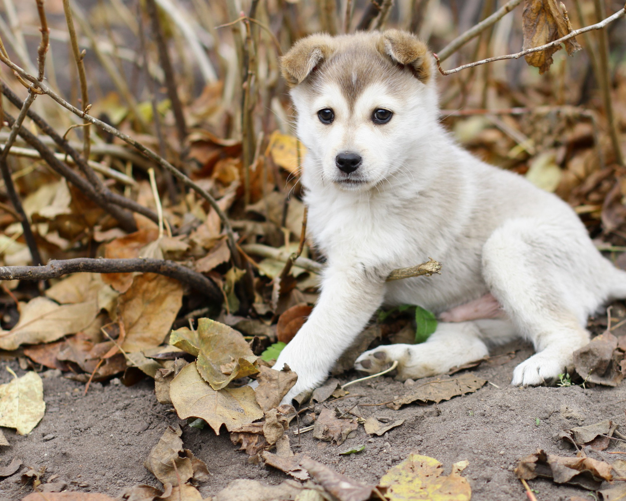 Щенок лайки
