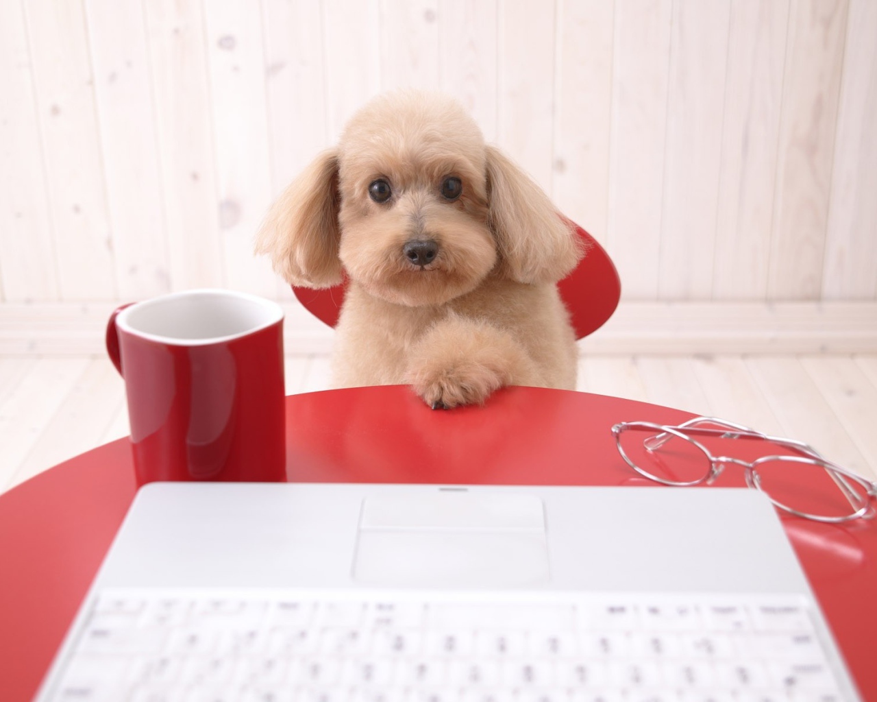 Щенок пуделя за столом