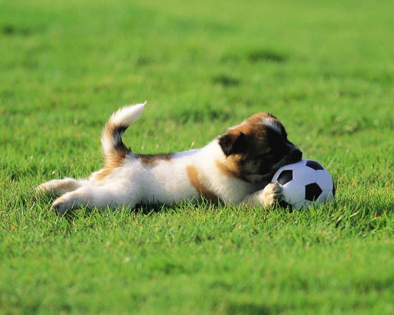 Щенок играет с мячом