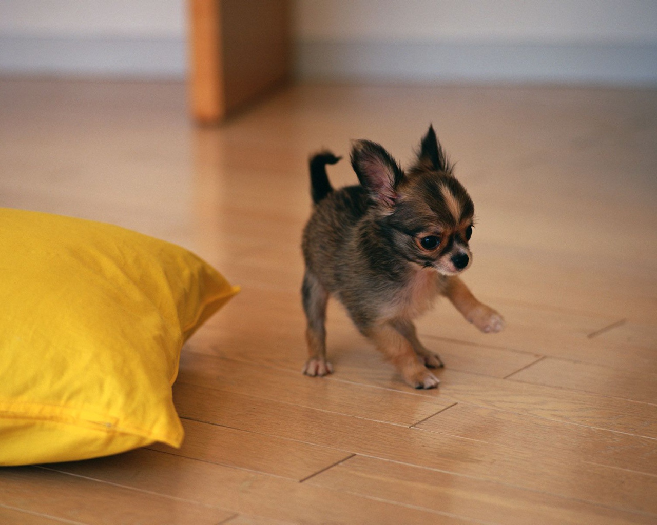 Щенок бегает по полу