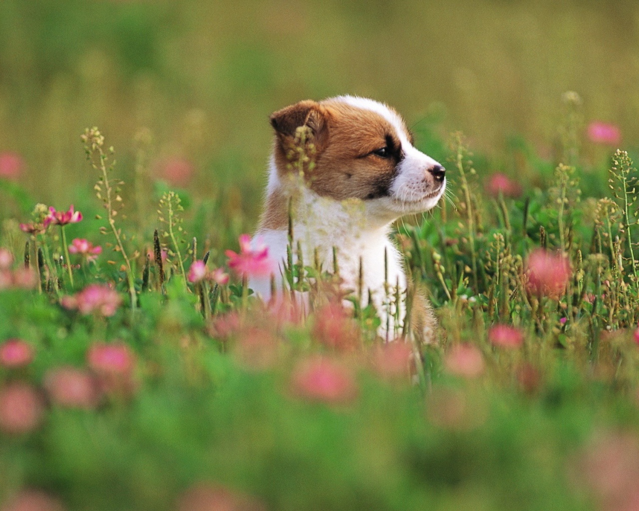 Щенок сидит в траве