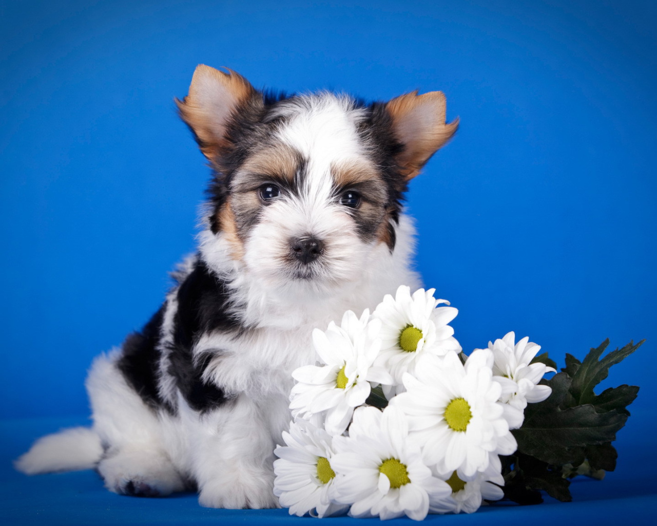 Щенок бивер йорк с букетом