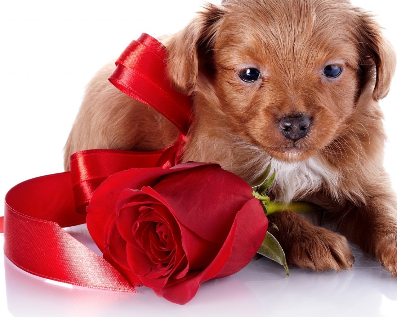Щенок с бантом и розой