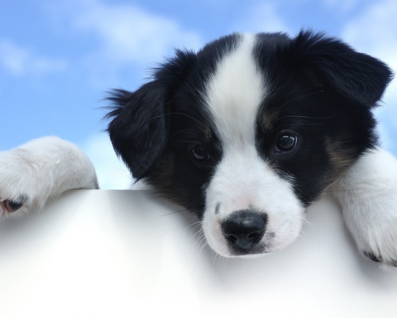 Щенок с белой мордой