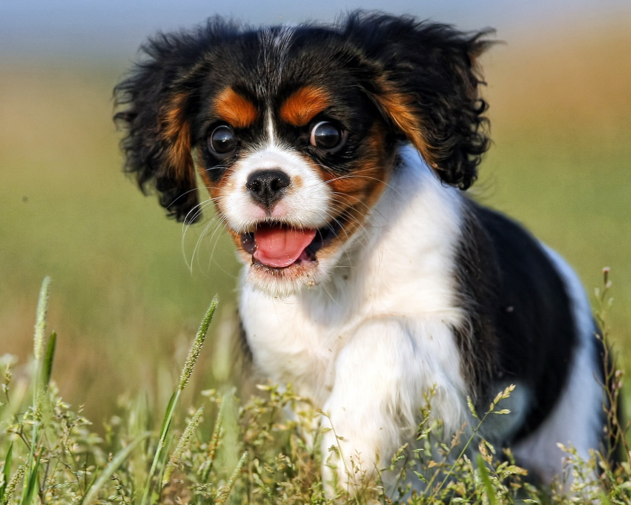 Щенок с пушистыми ушами