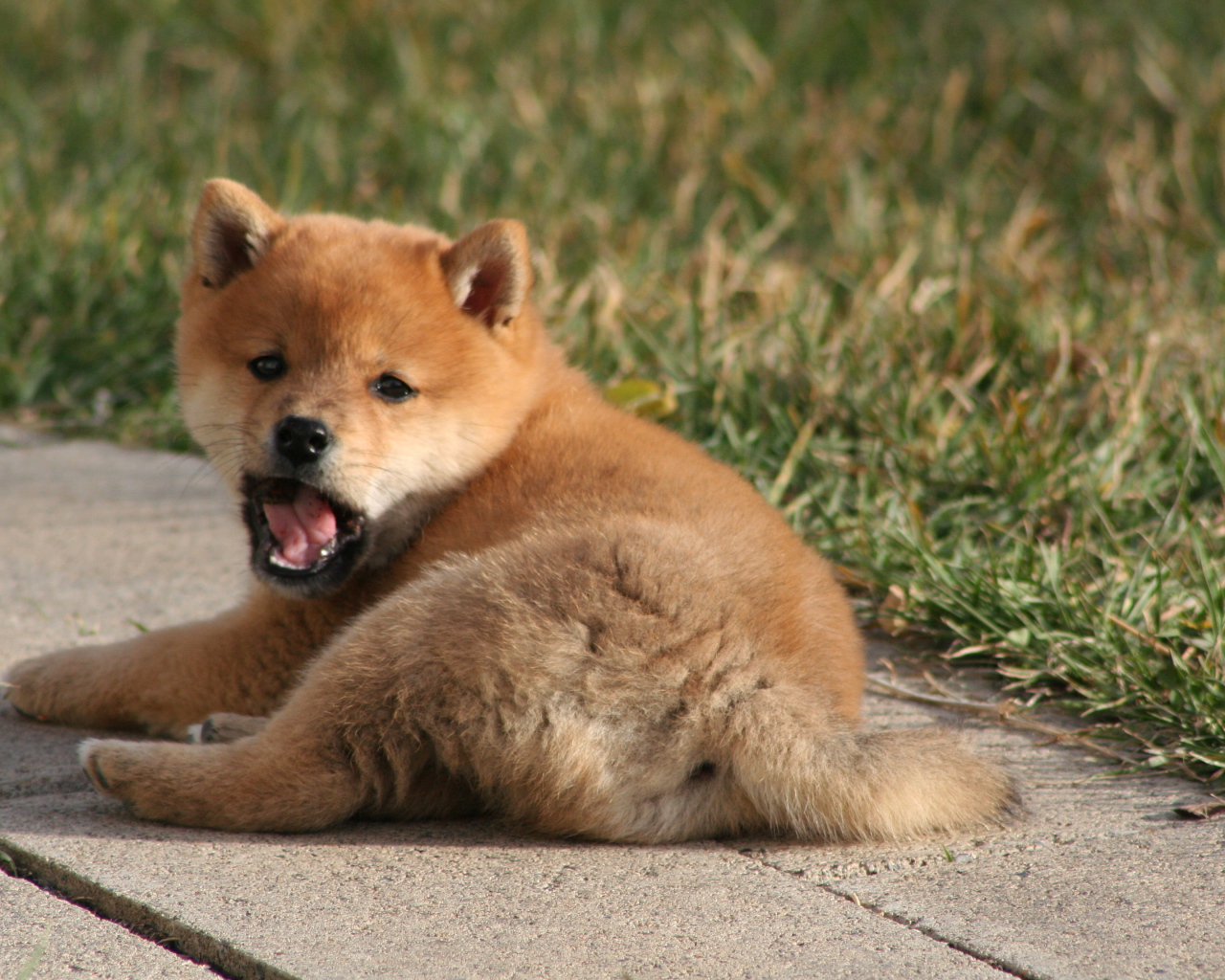 Щенок зевает