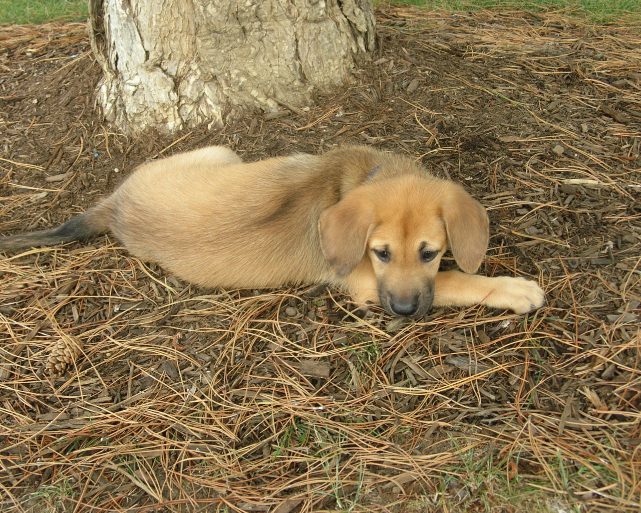 Породистый щенок чинук