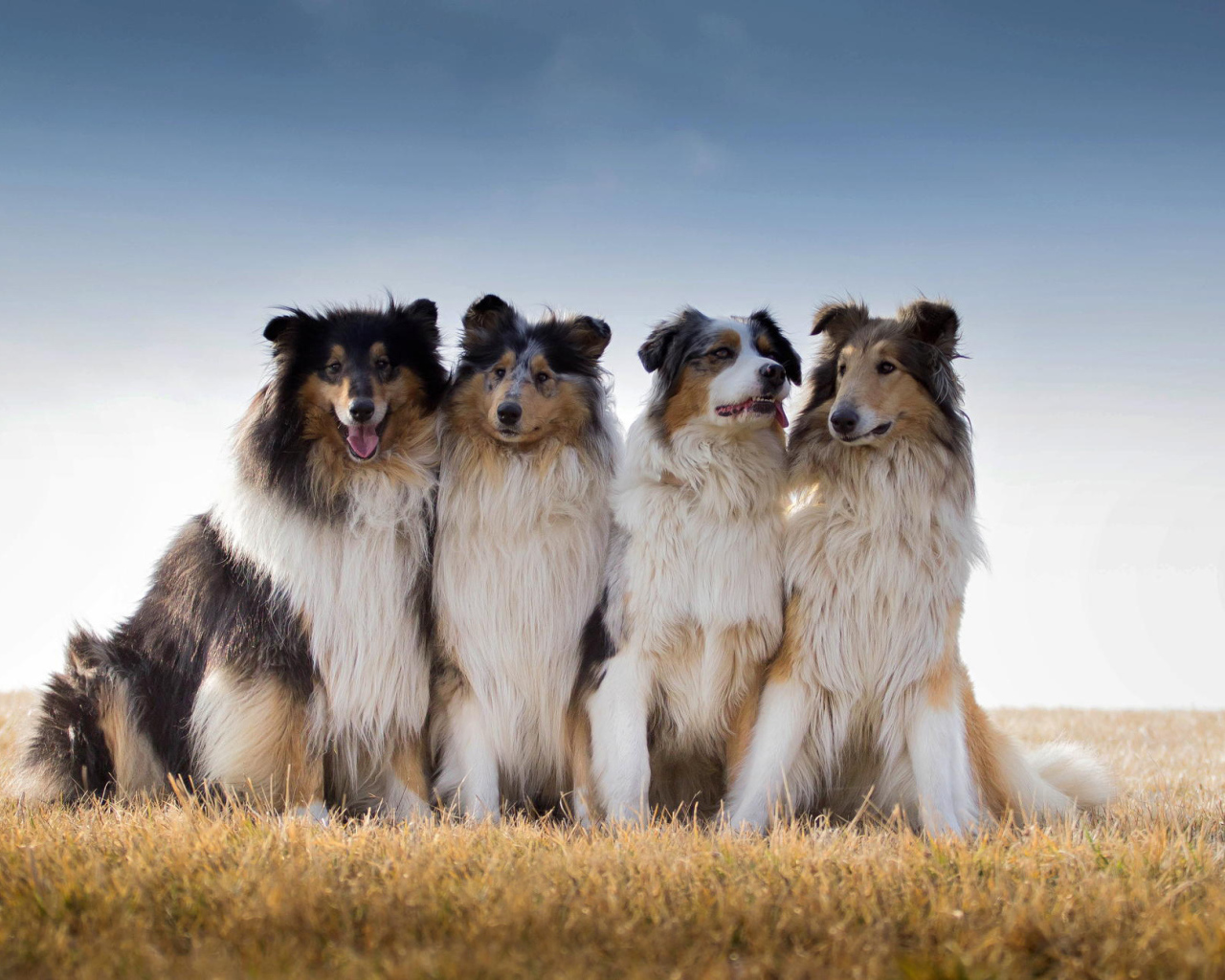 Квартет собак породы колли