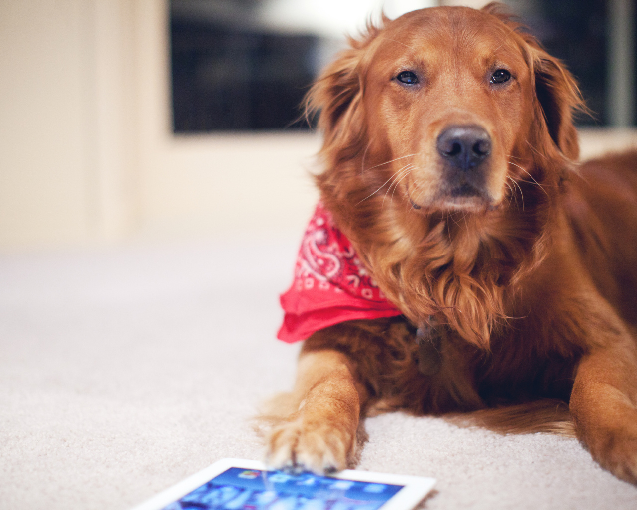 Рыжая собака с планшетом