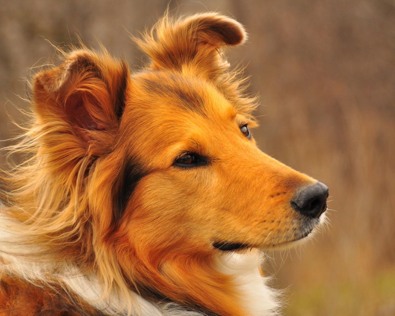 Рыжая собака колли