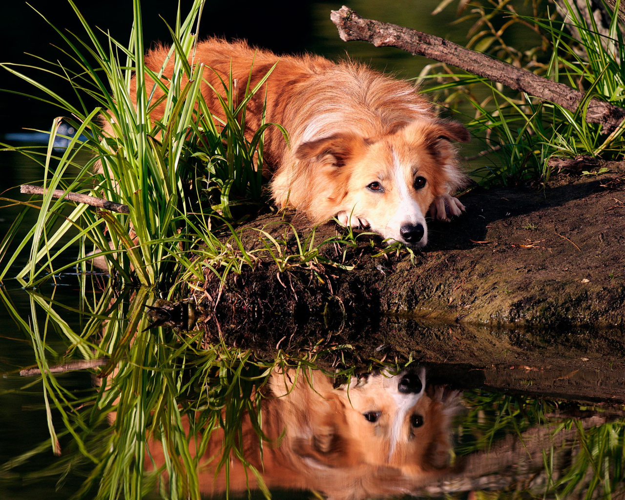 Redhead collie resting on the shore