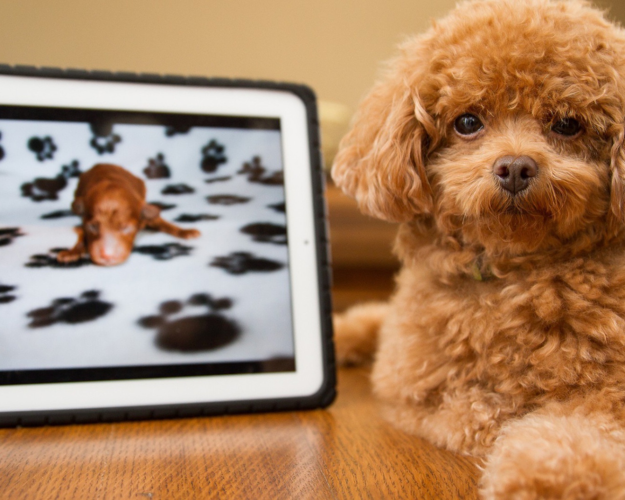 Pыжый щенок с картиной