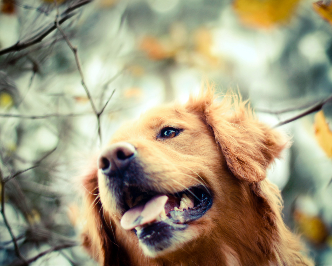 Ретривер в осеннем парке