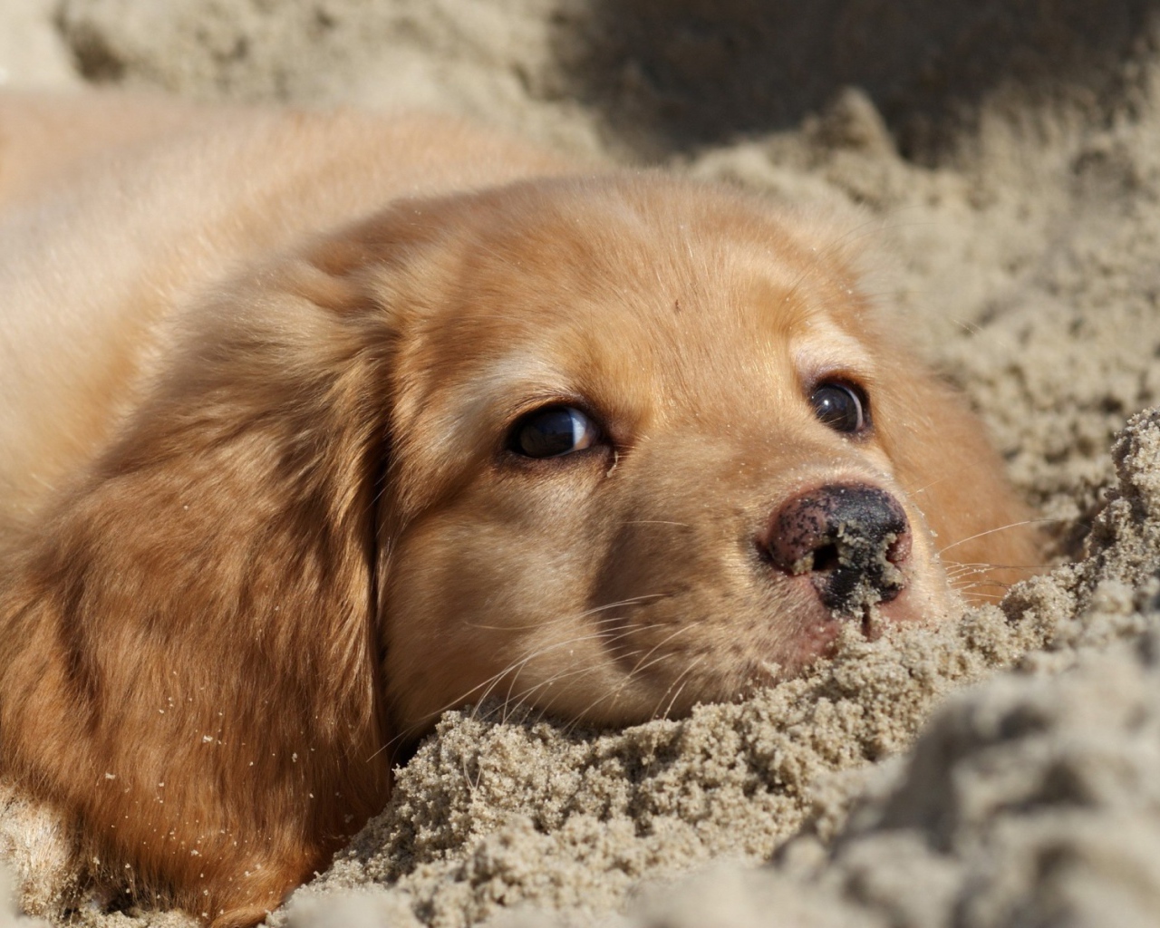 Ретривер в песке