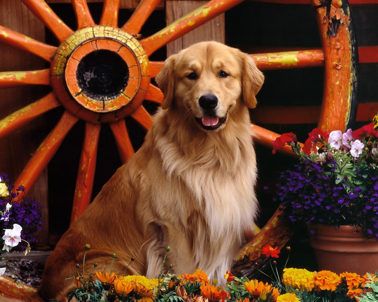 Ретривер возле колеса