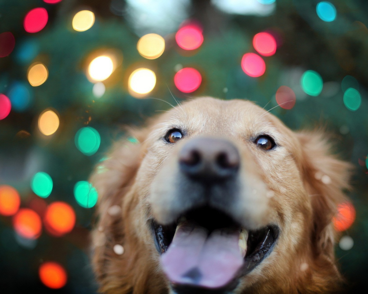 Ретривер на фоне огней