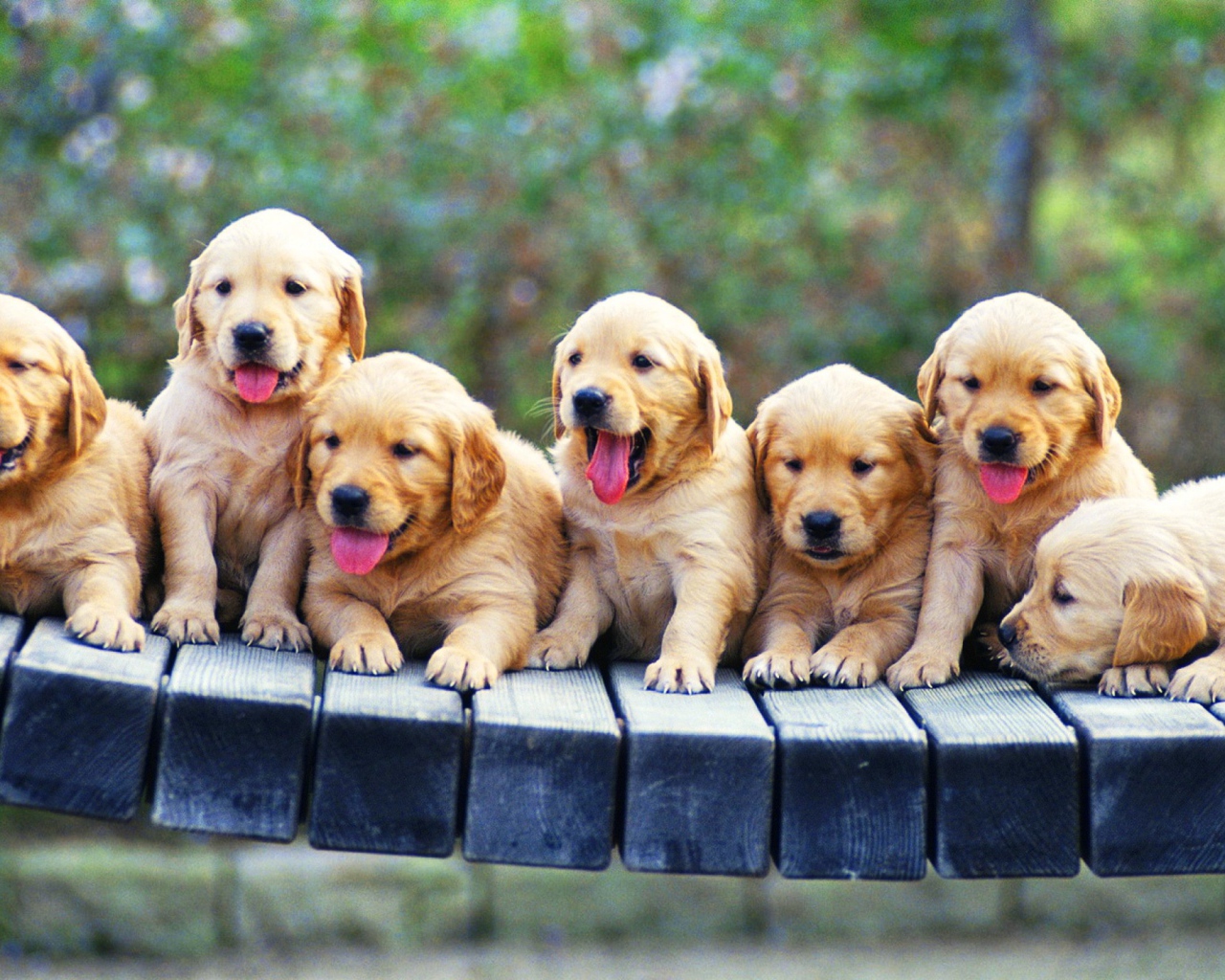 Щенки ретривера на лавке