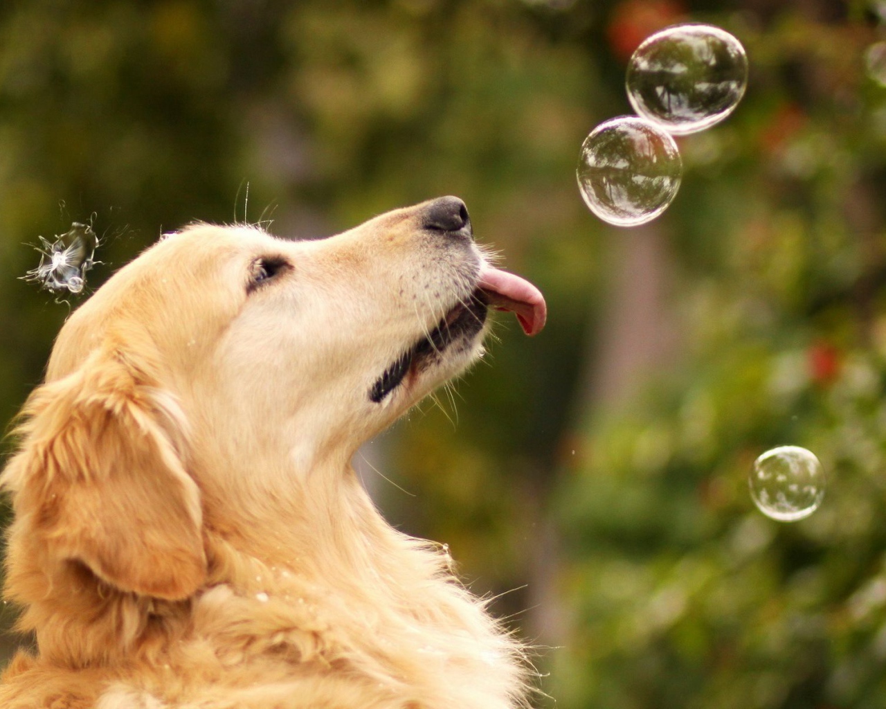 Ретривер с мыльными пузырями