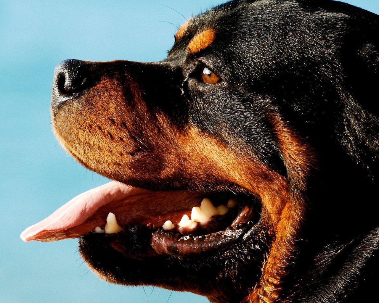 Ротвейлер на фоне неба