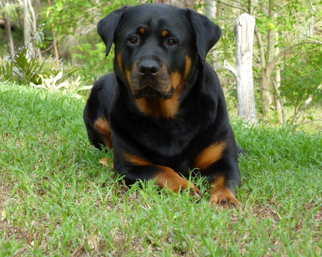 Собака ротвейлер в весеннем лесу