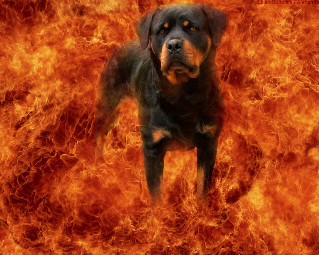 Ротвейлер в огне