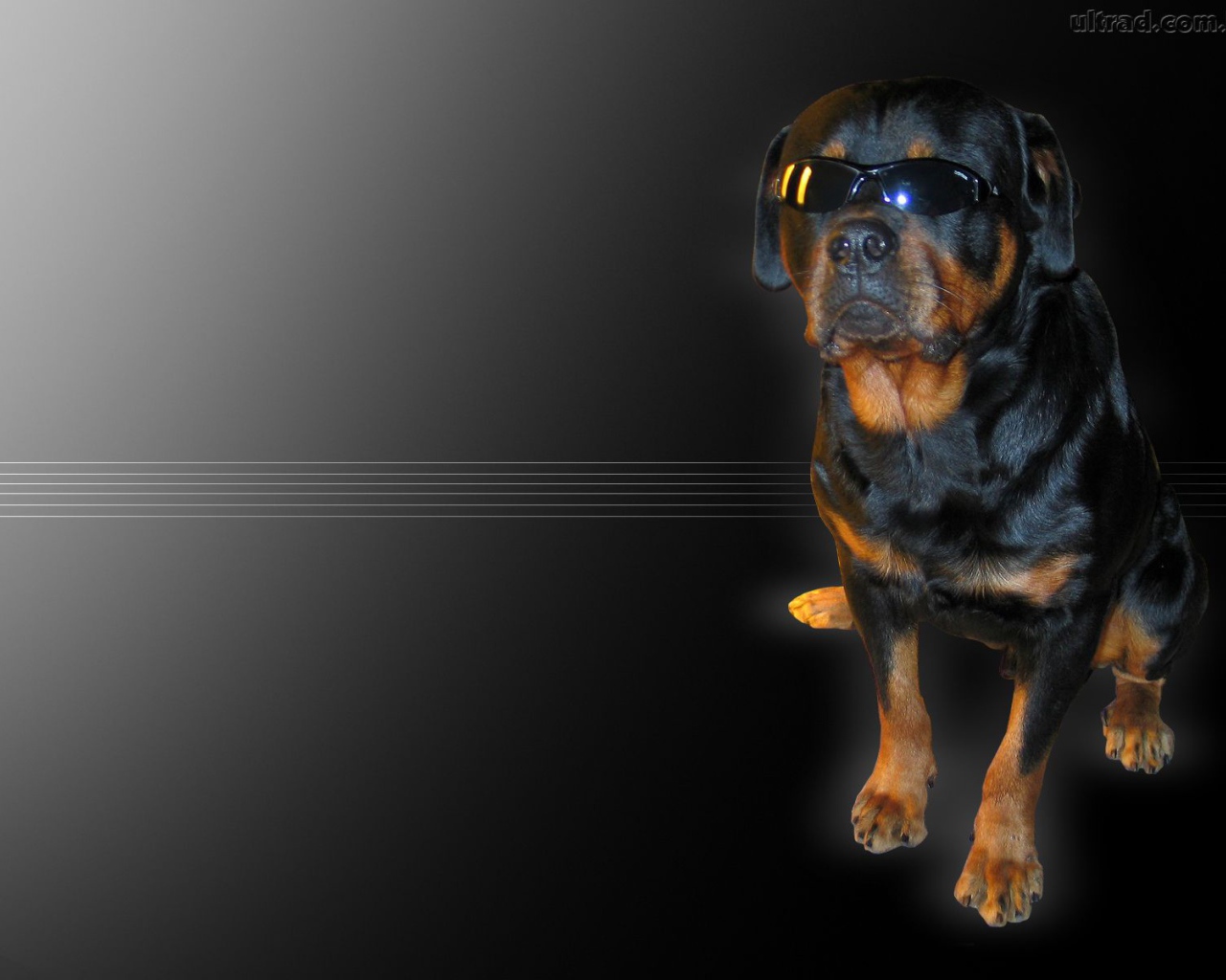 Ротвейлер в очках